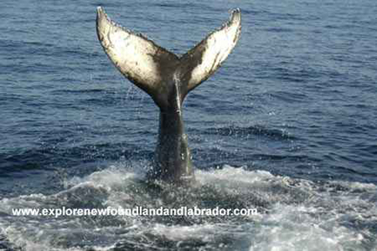 A Picture Of A Whale's Tail Taken While On A Boat Tour In Newfoundland and Labrador