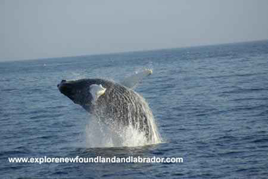 A Picture Of A Whale Taken While On A Boat Tour In Newfoundland and Labrador