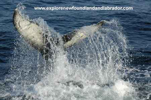 Another Picture Of A Whale's Tail Taken While On A Boat Tour In Newfoundland and Labrador