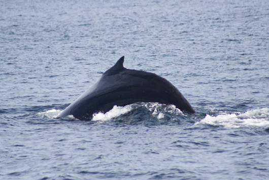 A Picture Of A Whale Taken While On A Boat Tour In Newfoundland and Labrador