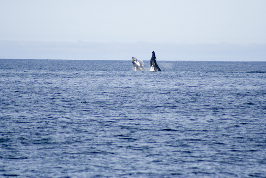 A Picture Of A Whale Taken While On A Boat Tour In Newfoundland and Labrador