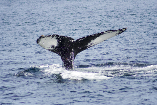 A Picture Of A Whale Taken While On A Boat Tour In Newfoundland and Labrador