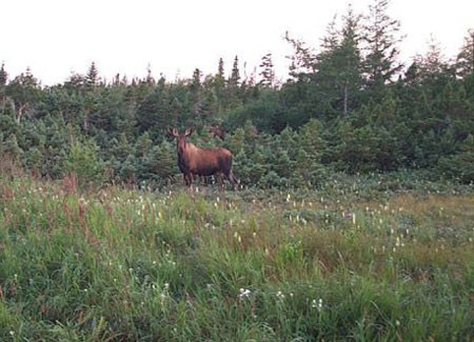 Picture of a Moose in Newfoundland and Labrador