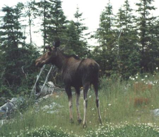 Gotta Get Me Moose, Newfoundland and Labrador