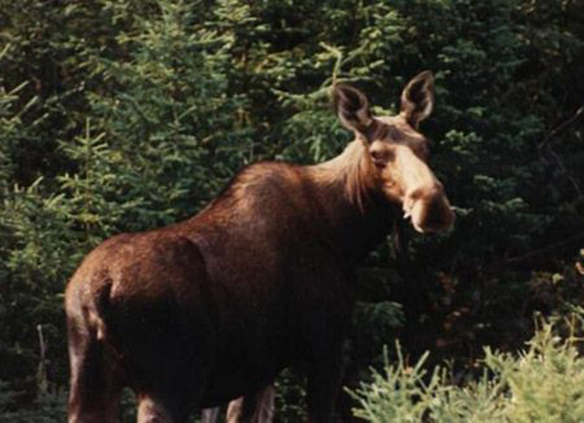 A Beautiful Moose in Newfoundland and Labrador