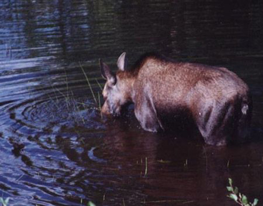 A Thirsty Moose in Newfoundland and Labrador