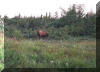 Picture of a Moose in Newfoundland and Labrador
