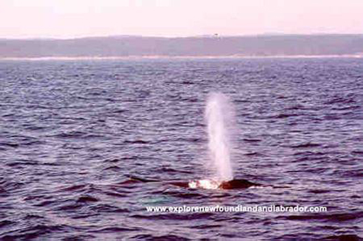 One of the many Whales seen on Boat Tours in Newfoundland and Labrador.