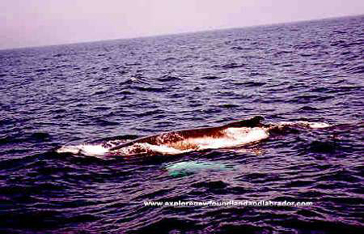 Another Whale seen on a Boat Tour in Newfoundland and Labrador.