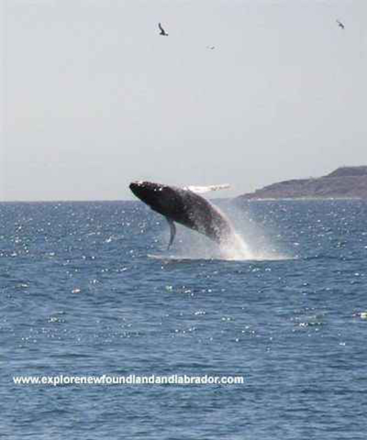 A Whale outside the narrows St. John's, Newfoundland and Labrador.