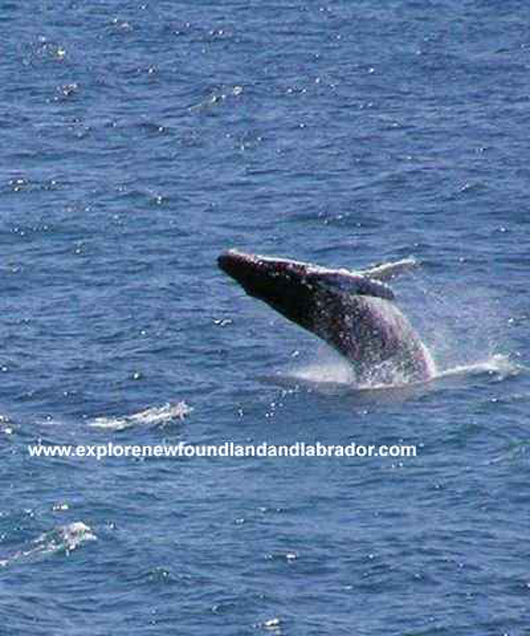 Another Whale seen outside the narrows St. John's, Newfoundland and Labrador.