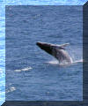 Another Whale near St. John's, Newfoundland and Labrador