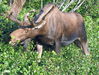 Moose, these animals can weight up to
 1600 kilograms and do a lot of damage to a vehicle, or kill some one in an accident.